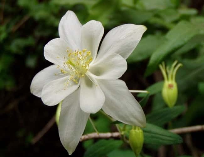 Wasatch Wildflower Columbinepng